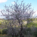 flowering almond trees